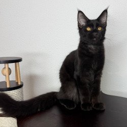 Maine Coon NOV Baloo