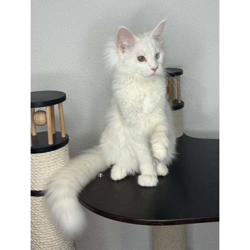 Maine Coon NOV Bentley