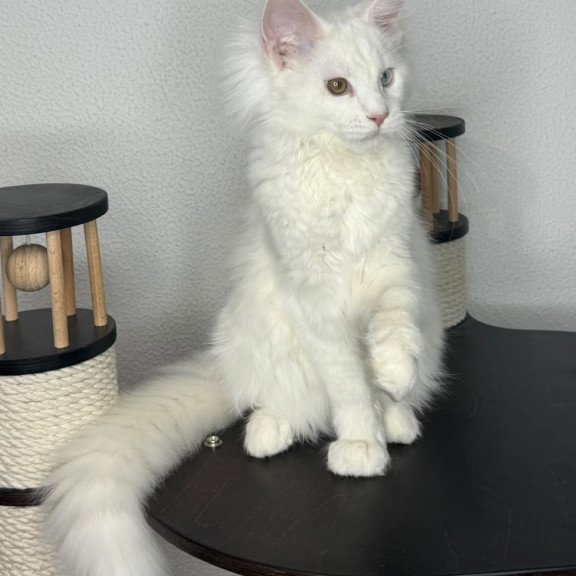 Maine Coon NOV Bentley