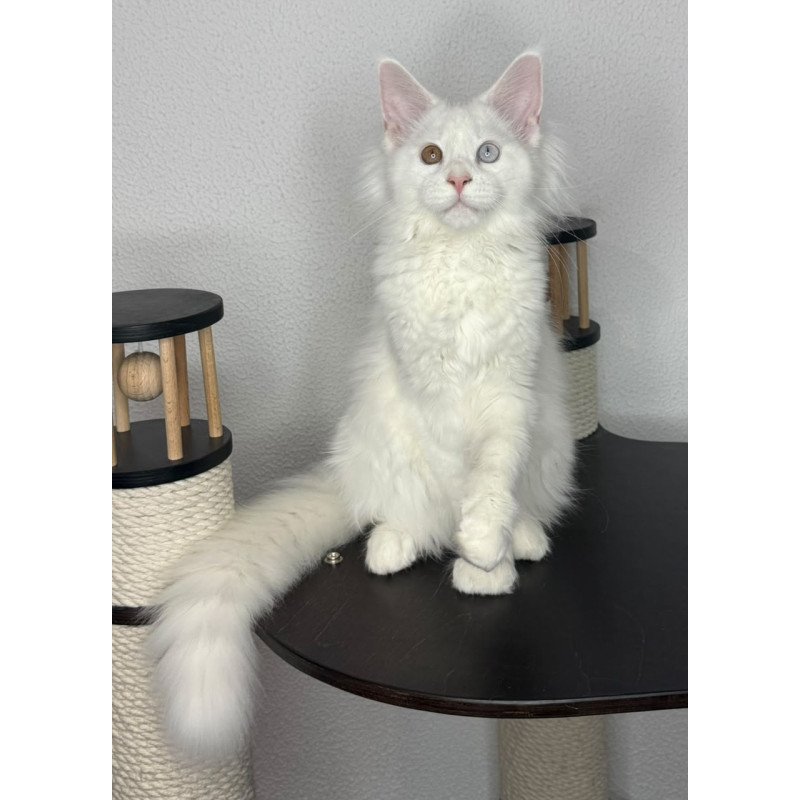 Maine Coon NOV Bentley
