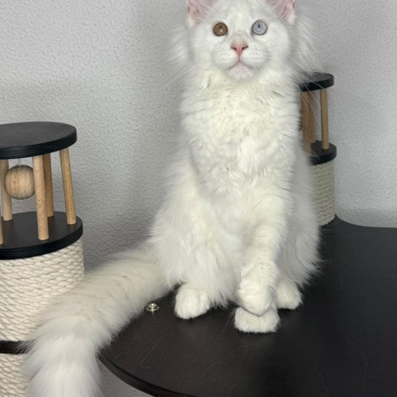 Maine Coon NOV Bentley