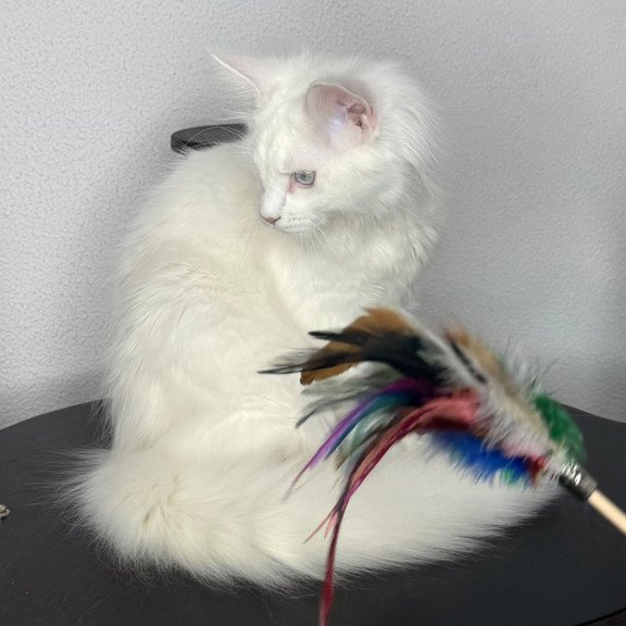Maine Coon NOV Bentley
