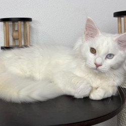 Maine Coon NOV Bentley