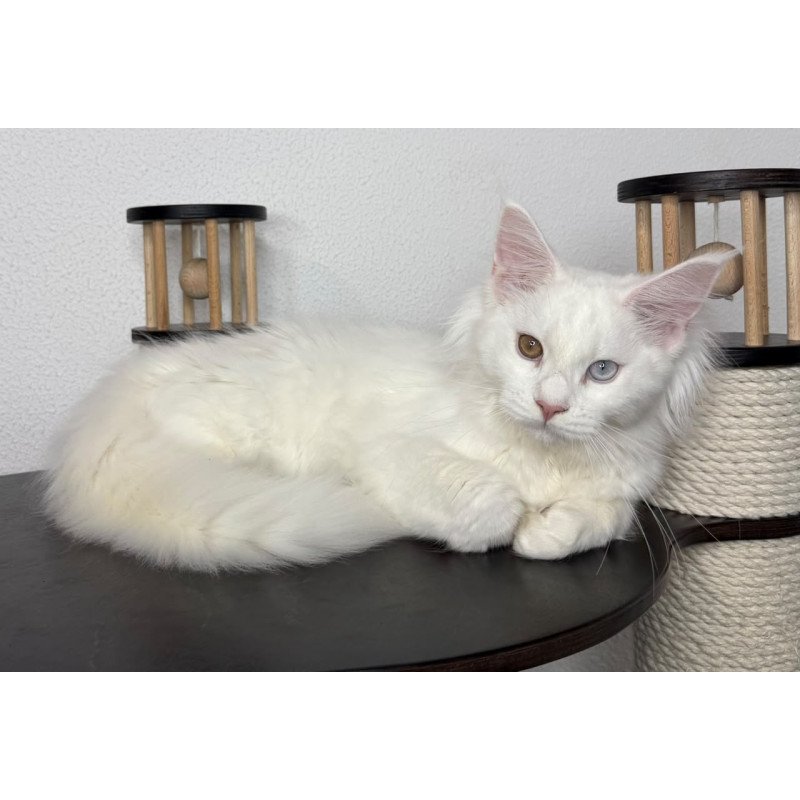 Maine Coon NOV Bentley