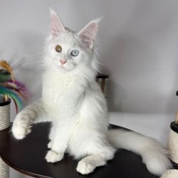Maine Coon NOV Bella