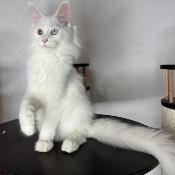 Maine Coon NOV Bella