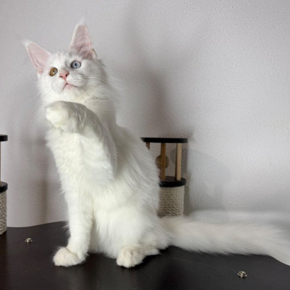 Maine Coon NOV Bella