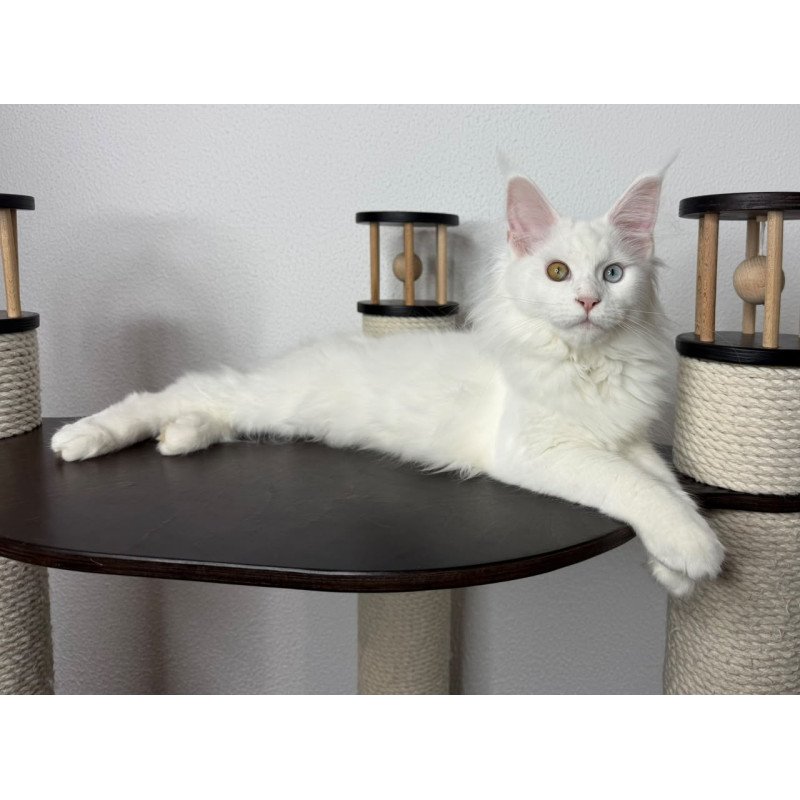Maine Coon NOV Bella