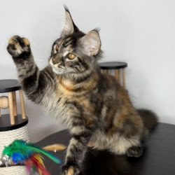 Maine Coon NOV Bernadette