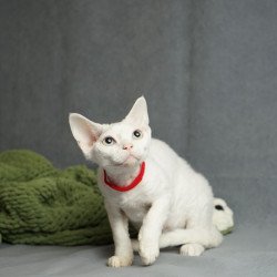 Devon Rex NOV Nika