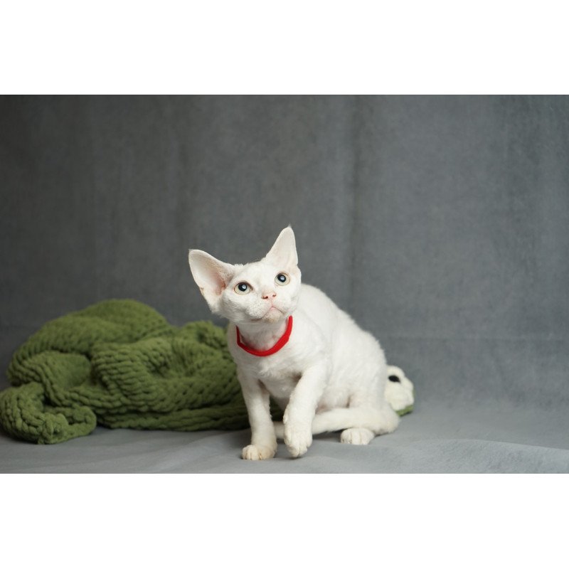 Devon Rex NOV Nika