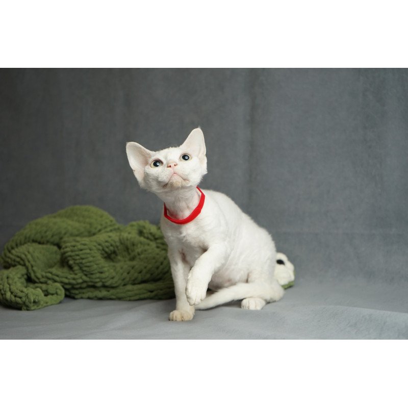 Devon Rex NOV Nika