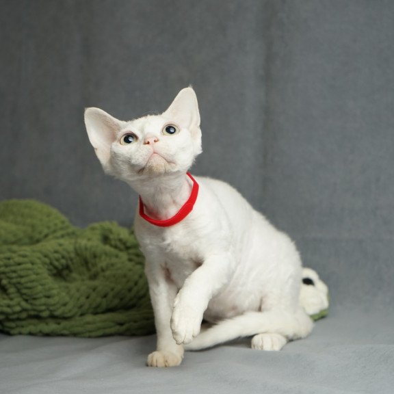Devon Rex NOV Nika