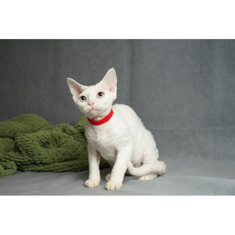 Devon Rex NOV Nika