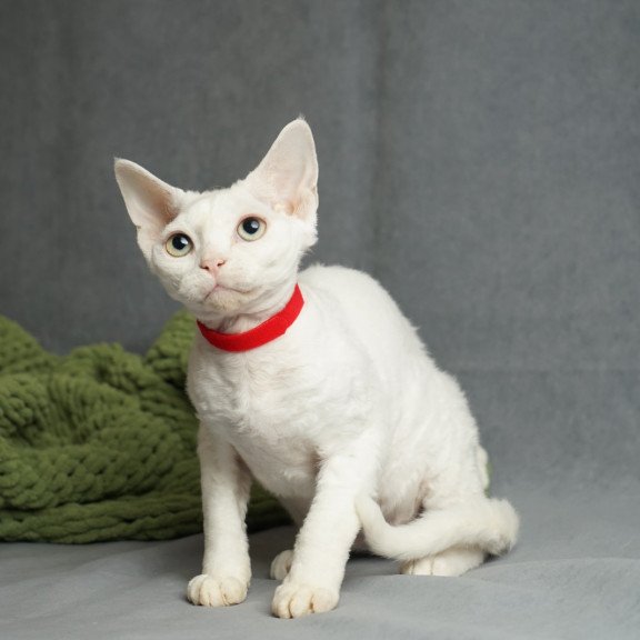Devon Rex NOV Nika