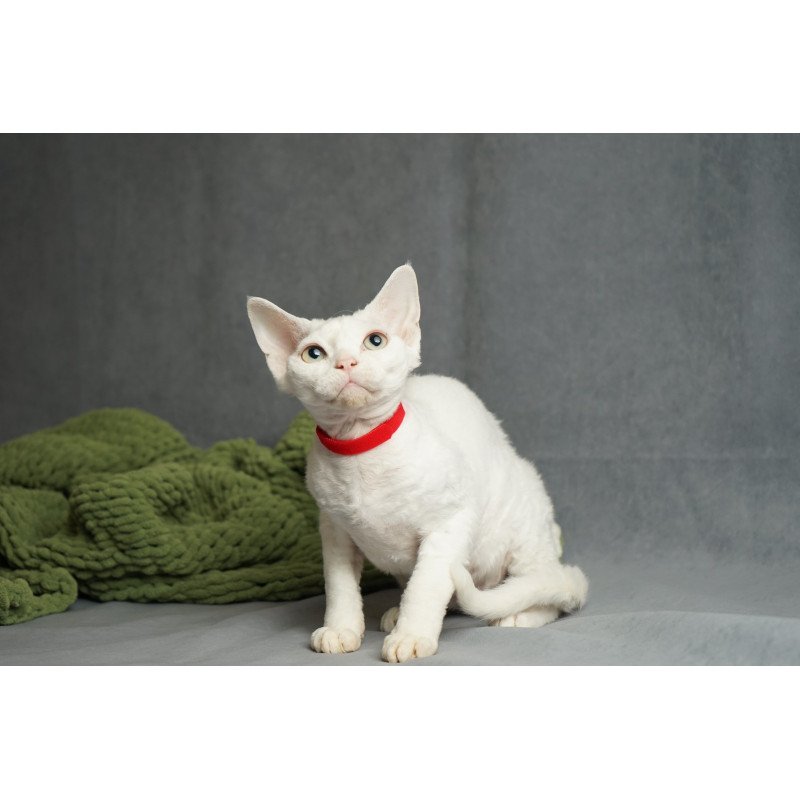 Devon Rex NOV Nika