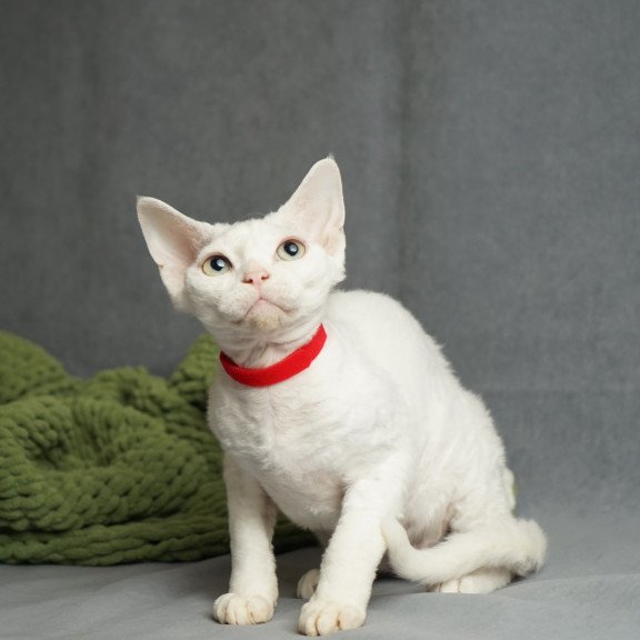 Devon Rex NOV Nika