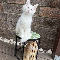 Maine Coon EZ Ariel