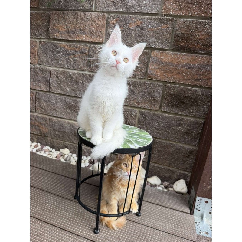 Maine Coon EZ Ariel