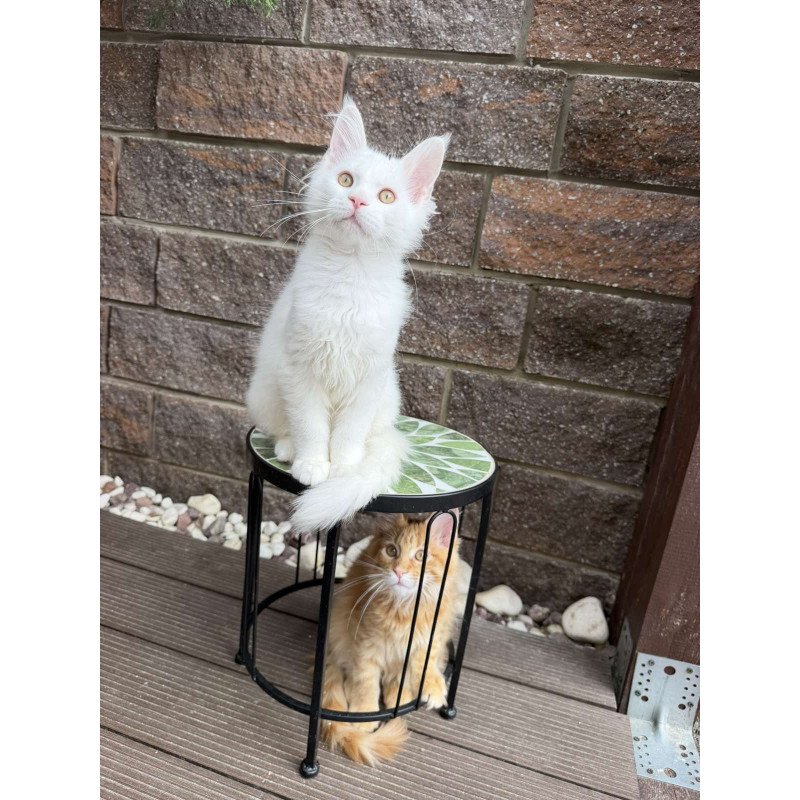 Maine Coon EZ Ariel