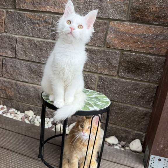 Maine Coon EZ Ariel