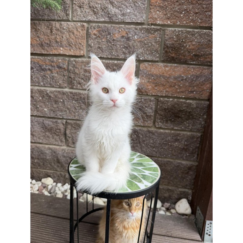 Maine Coon EZ Ariel