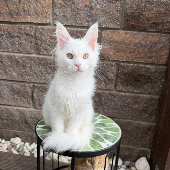 Maine Coon EZ Ariel