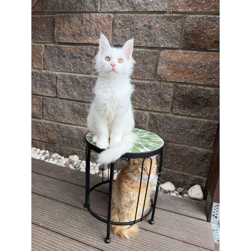 Maine Coon EZ Ariel