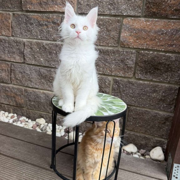 Maine Coon EZ Ariel
