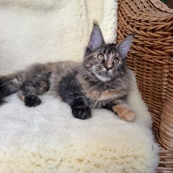 Maine Coon EZ Ula