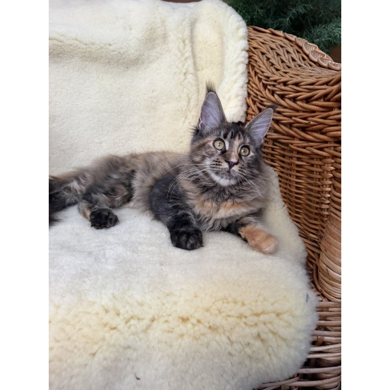 Maine Coon EZ Ula