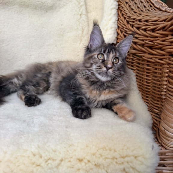 Maine Coon EZ Ula