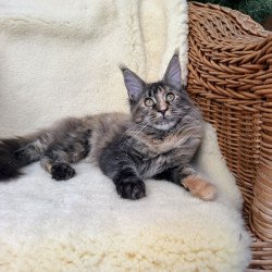 Maine Coon EZ Ula