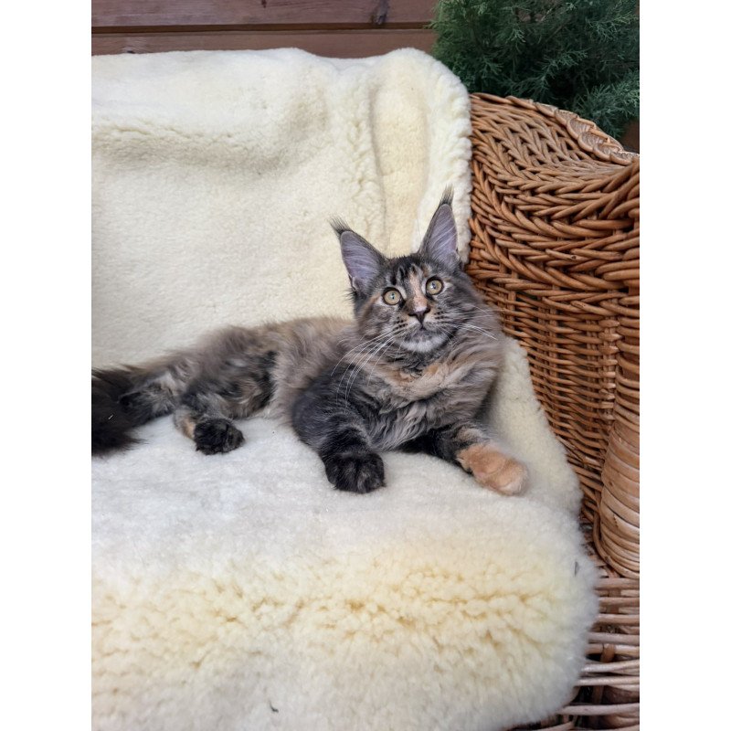 Maine Coon EZ Ula