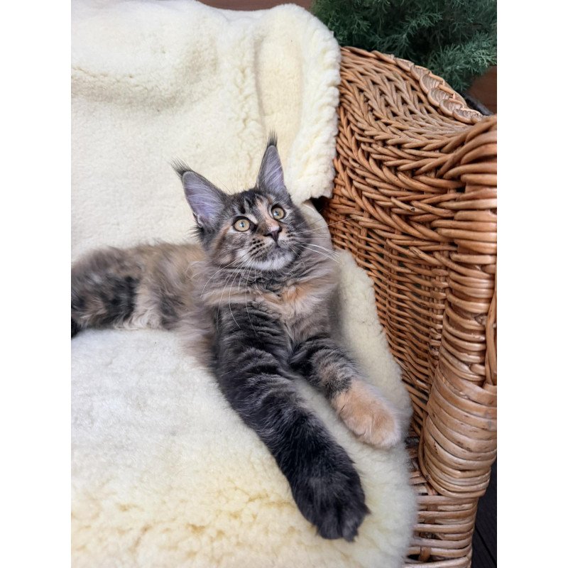 Maine Coon EZ Ula