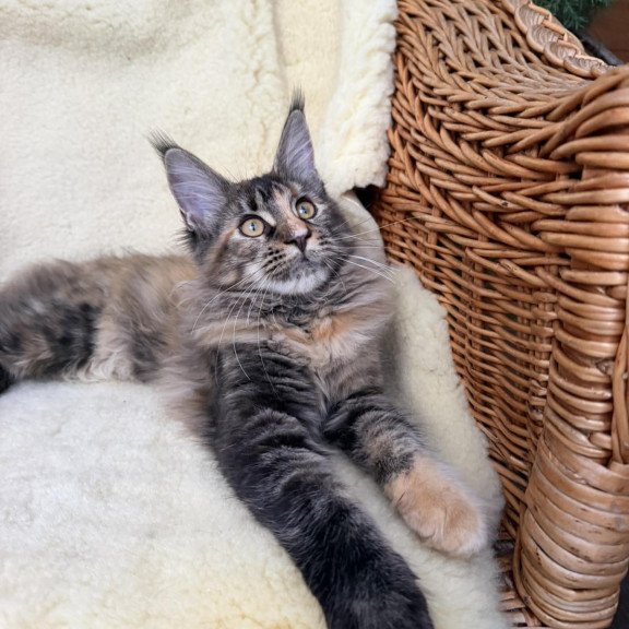 Maine Coon EZ Ula