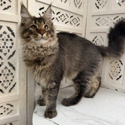 Maine Coon EZ Tom