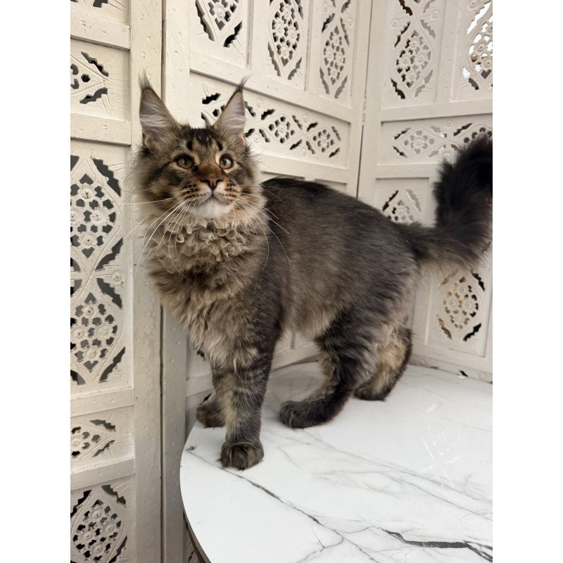 Maine Coon EZ Tom