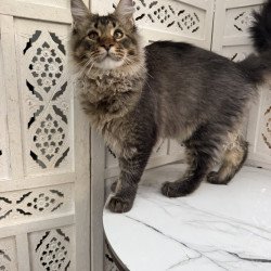Maine Coon EZ Tom