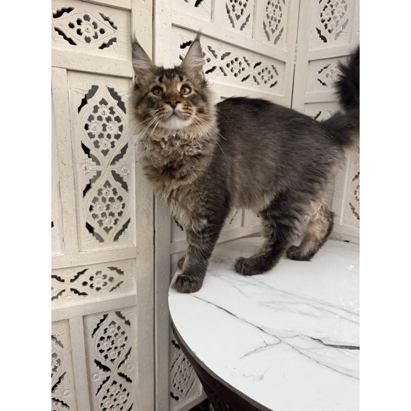 Maine Coon EZ Tom