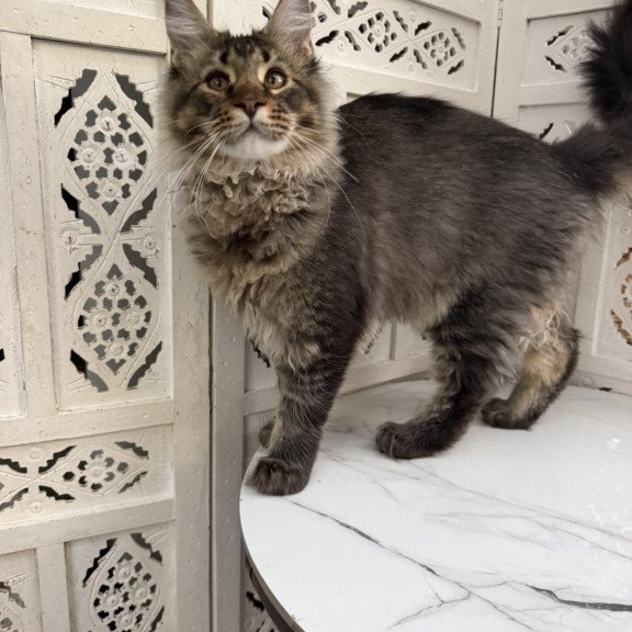 Maine Coon EZ Tom