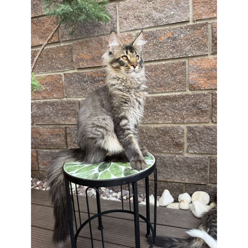 Maine Coon EZ Tom