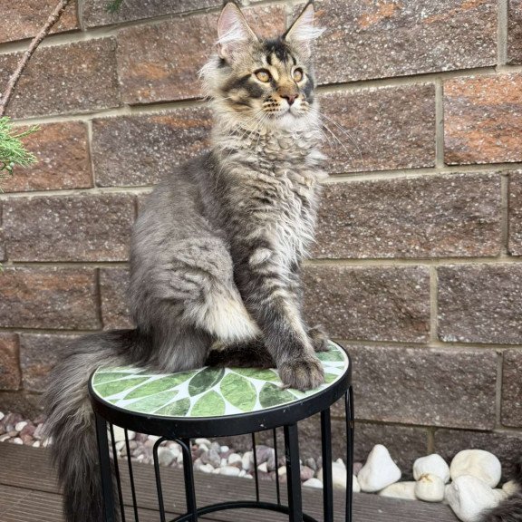 Maine Coon EZ Tom