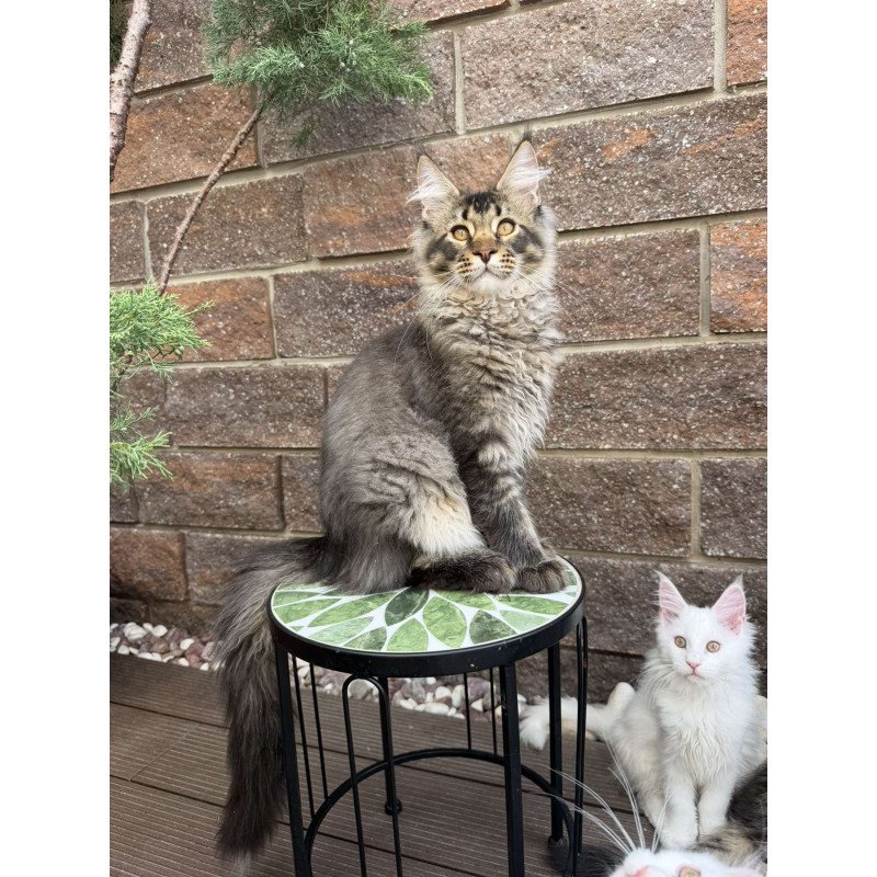 Maine Coon EZ Tom