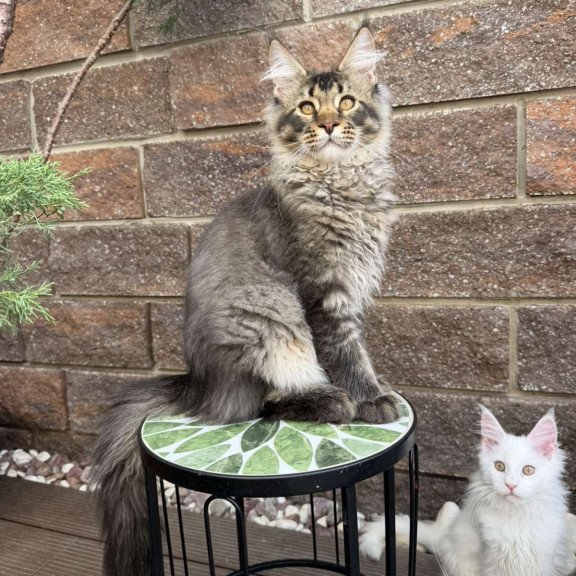 Maine Coon EZ Tom