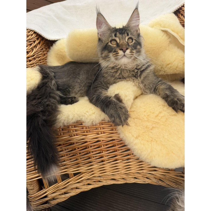 Maine Coon EZ Tom