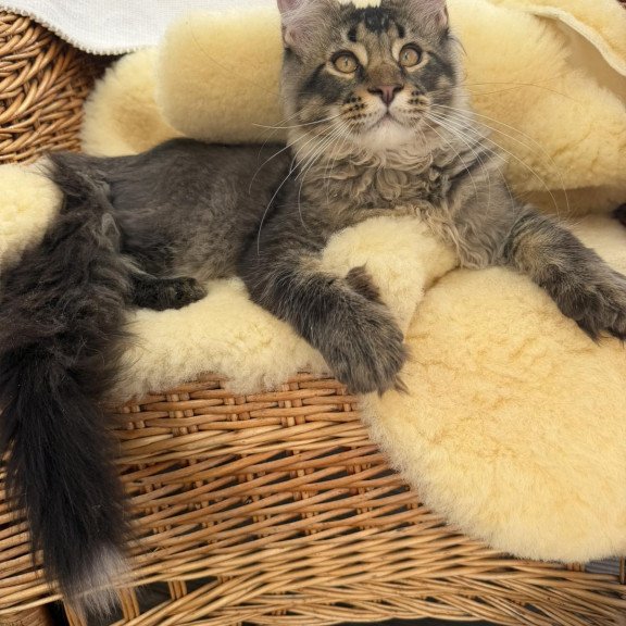 Maine Coon EZ Tom