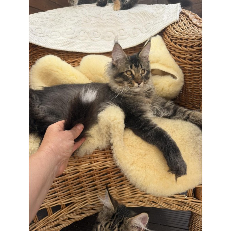 Maine Coon EZ Tom