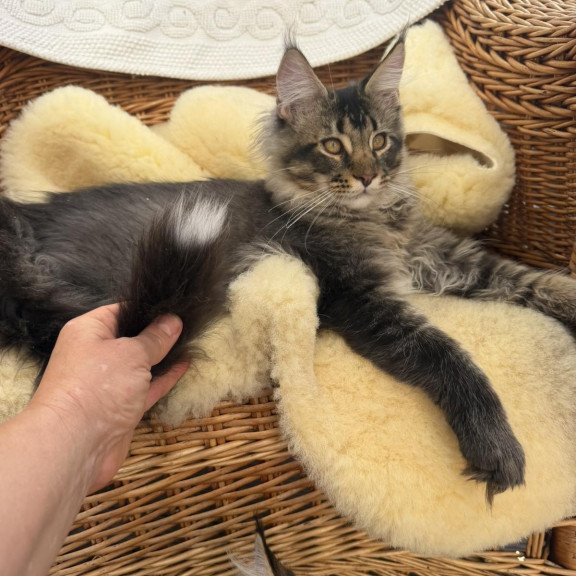Maine Coon EZ Tom