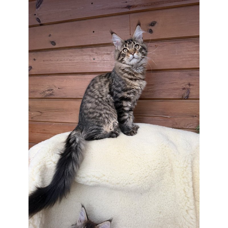 Maine Coon EZ Ulfred